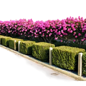 Crepe Myrtle Fence Line Png Aot25 PNG Image