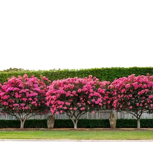 Crepe Myrtle Fence Line Png Auw PNG Image