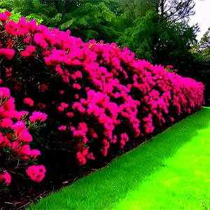 Crepe Myrtle Fence Line Png Mih PNG Image