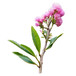 Crepe Myrtle Flower Bud Png 06282024 PNG Image