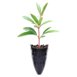 Crepe Myrtle Seedling Png Hso PNG Image