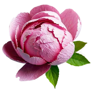 Crepe Paper Peony Png 06282024 PNG Image