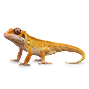 Crested Gecko Png Hvg PNG Image