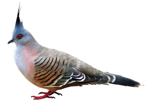 Crested Pigeon Profile PNG image with transparent background