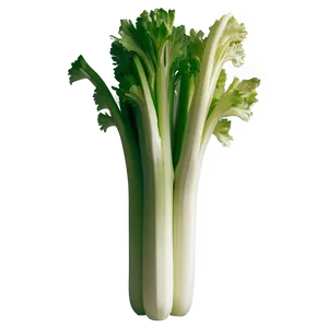 Crisp Celery Bunch Png 19 PNG Image