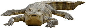 Crocodile Chinese Alligator Alligators - Crocodile Transparent Background, HD Png Download PNG image with transparent background