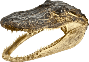 Transparent Dinosaur Head Png - Crocodile Head Png, Png Download PNG image with transparent background