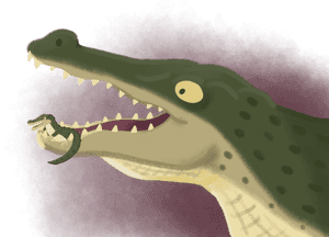 Crocodile - American Crocodile, HD Png Download PNG image with transparent background