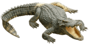 Transparent Alligator High Resolution - Crocodile .png, Png Download PNG image with transparent background