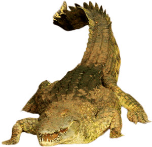 Green Crocodile Png Image - American Crocodile, Transparent Png PNG image with transparent background