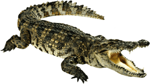 Transparent Aligator Clipart - Crocodile Clipart, HD Png Download PNG image with transparent background