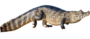 Transparent Alligator Png - American Crocodile, Png Download PNG image with transparent background