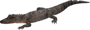 Crocodile Png - Crocodile Transparent, Png Download PNG image with transparent background