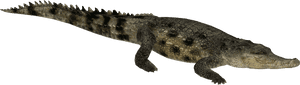Saltwater Crocodile Png Picture - Zt2 Saltwater Crocodile, Transparent Png PNG image with transparent background