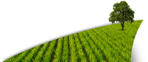 Paddy Field Png, Transparent Png PNG image with transparent background