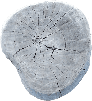 Transparent Wood Grain Texture Png - Tree Stump, Png Download PNG image with transparent background