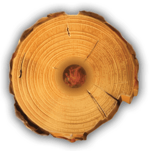 Cross Sectionof Tree Trunk PNG