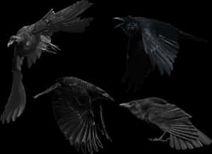 Crow Png Picture - Crow Png, Transparent Png PNG image with transparent background