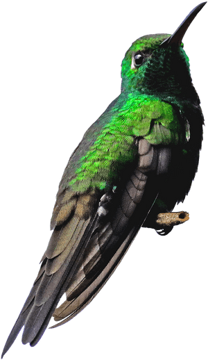Cuba, Hummingbird, Png, Bird, Green, Nature, Small - Small Transparent Birds Png Hd, Png Download PNG image with transparent background