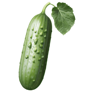 Cucumber on Vine PNG ydu59 PNG