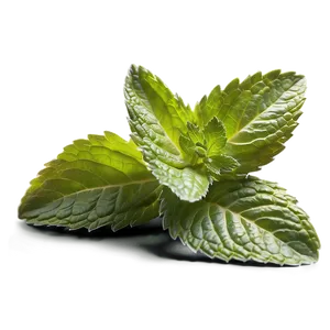 Culinary Mint Leaves Png Aqi PNG Image