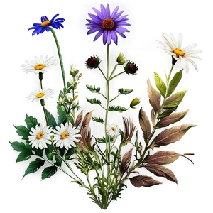 Cultivated Wildflower Patch Png Koe PNG Image