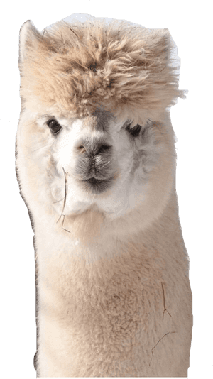 Curious Alpaca Portrait PNG