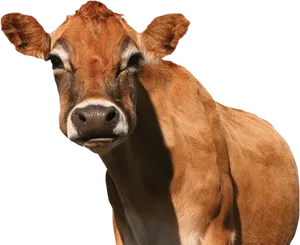 Curious Brown Cow Portrait PNG Image