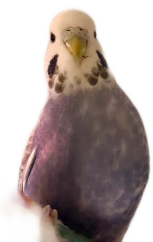 Curious Budgie Portrait PNG Image