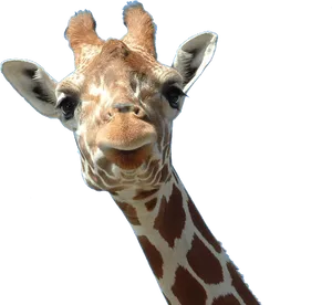 Curious Giraffe Portrait PNG Image