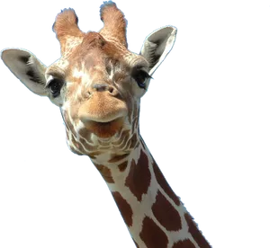 Curious Giraffe Portrait PNG Image