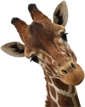 Curious Giraffe Portrait PNG Image