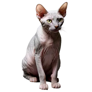 Curious Hairless Cat Png Ftp PNG Image