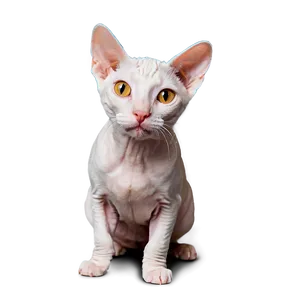 Curious Hairless Cat Png Wqi67 PNG Image