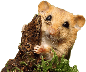 Dormouse, HD Png Download PNG image with transparent background