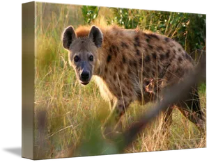 Curious Hyenain Grassland PNG Image