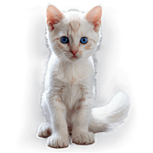 Curious Kitten PNG 05232024 PNG image with transparent background