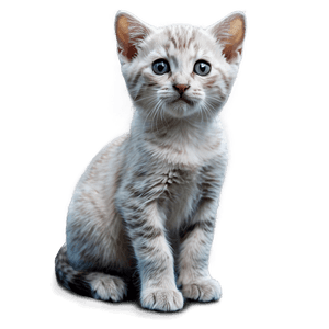 Curious Kitten PNG 39 PNG image with transparent background