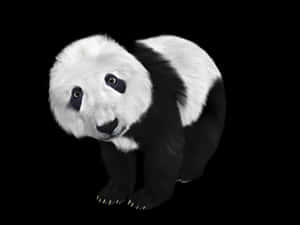 Curious Panda Black Background PNG image with transparent background