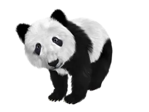 Curious Panda Black Background PNG Image