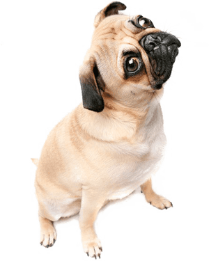 Thug Life Pug Png Image With Transparent Background - Pug Cartoon Transparent Background, Png Download PNG image with transparent background