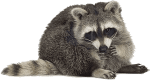 Raccoon Png Free Pic - Racoons White Background, Transparent Png PNG image with transparent background