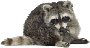 Curious Raccoon Pose PNG Image