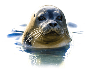 Curious Seal Emerging From Water PNG image with transparent background