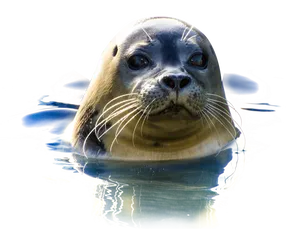 Curious Seal Emerging From Water PNG Image