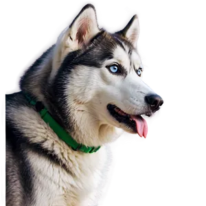 Curious Siberian Husky Png 68 PNG Image