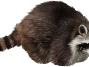 Raccoon Png Transparent Images - Raccoon Transparent Background, Png Download PNG image with transparent background