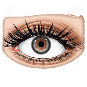 Curly Eyelashes PNG 78 PNG