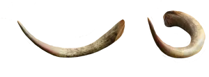 Curved Animal Horns PNG Image