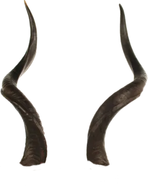 Curved Animal Horns.png PNG Image